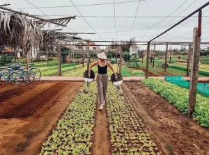 Làng Rau Trà Quế - Điểm Du Lịch Xanh Hội An Có Gì Thú Vị?