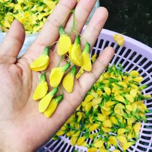 Khám Phá Cặp Đôi Hoàn Hảo: Cá Linh Và Bông Điên Điển