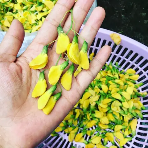 Khám Phá Cặp Đôi Hoàn Hảo: Cá Linh Và Bông Điên Điển