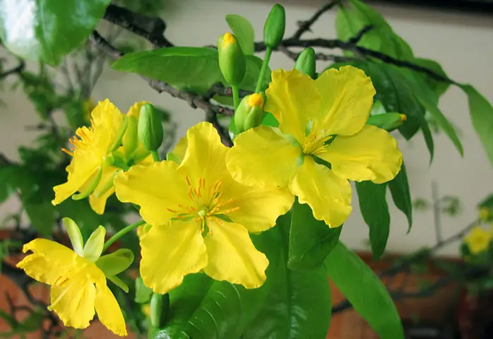 Chuẩn Bị Diễn Ra Lễ Hội Hoa Anh Đào Nhật Bản – Mai Vàng Yên Tử ... Chuẩn Bị Diễn Ra Lễ Hội Hoa Anh Đào Nhật Bản – Mai Vàng Yên Tử ...