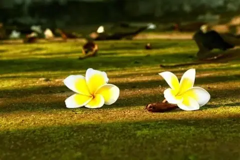Tản Mạn Về Lòng Từ Bi Và Tính Cách Đạo Đức Thương Yêu Giúp Đỡ Người Khác