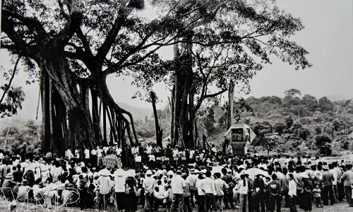 Mái Đình Tân Trào, Cây Đa Tân Trào: Biểu Tượng Tinh Thần Cách Mạng Việt Nam