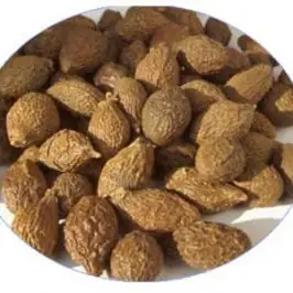 Hạt Đười Ươi Bay Hạt Đười Ươi Bay