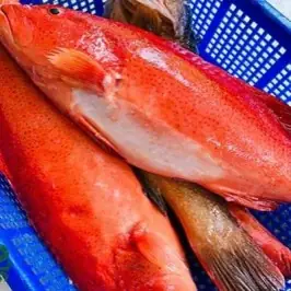 Cá Mú Đỏ – Thông Tin & Gợi Ý Lựa Chọn Tại Tp.hcm Cá Mú Đỏ – Thông Tin & Gợi Ý Lựa Chọn Tại Tp.hcm