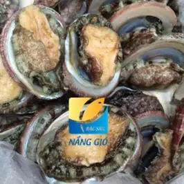 Bào Ngư Tươi Biển Phú Quốc