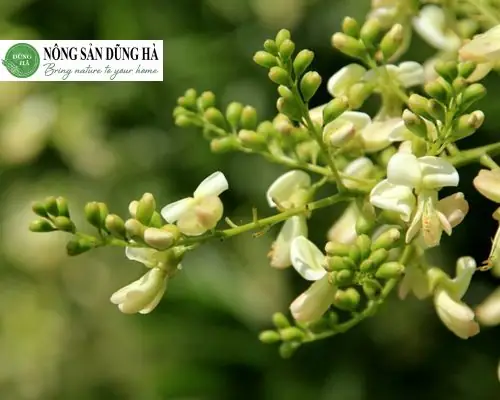 Nguồn Gốc Xuất Xứ