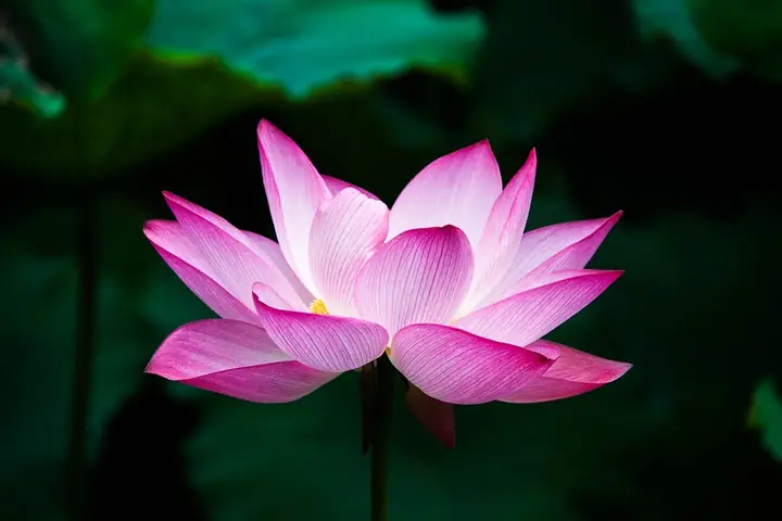Mua Hoa Sen Ở Chợ Hoa Hồ Thị Kỷ