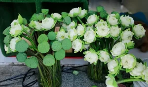 Mua Hoa Sen Ở Đâu - Địa Chỉ Bán Hoa Sen Uy Tín - Thiên Trúc ...