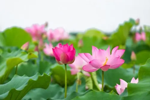Nơi Bán Hoa Sen Đẹp Ở Tphcm