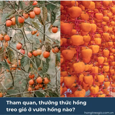 Bạn Có Thể Tham Quan Và Thưởng Thức Hồng Treo Gió Ở Vườn Hồng Nào?