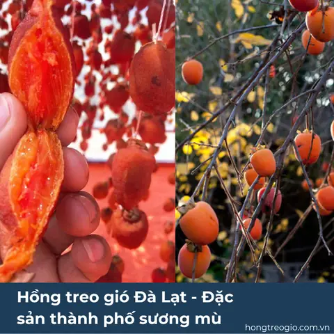 Cây Hồng Treo Gió Đà Lạt – Đặc Sản Thành Phố Sương Mù