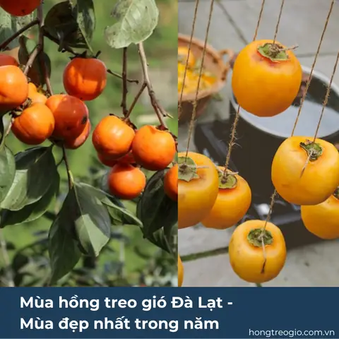 Mùa Hồng Treo Gió Đà Lạt – Mùa Đẹp Nhất Trong Năm