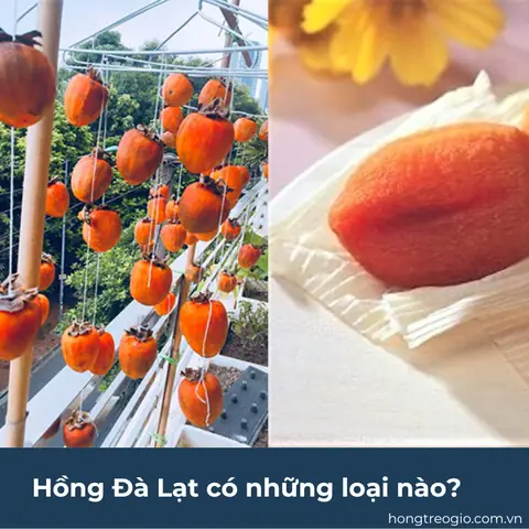 Hồng Đà Lạt Có Những Loại Nào?