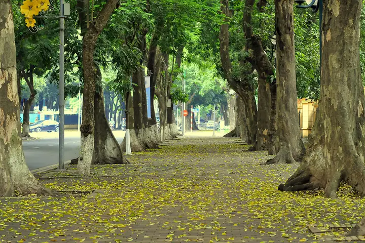 Con Đường Lãng Mạn Bậc Nhất Thủ Đô – Phan Đình Phùng