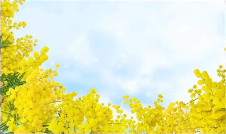 Hoa Mimosa Vàng - Biểu Tượng Ngày 8/3 Tại Nhiều Nước