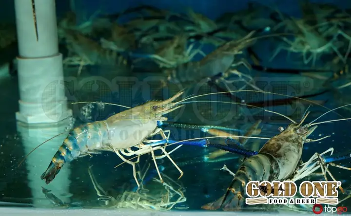 Nguyên Liệu Tươi Sống – Bí Quyết Tạo Nên Đẳng Cấp Nguyên Liệu Tươi Sống – Bí Quyết Tạo Nên Đẳng Cấp