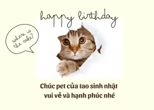 1001 Lời Chúc Sinh Nhật Bạn Ngắn Gọn, Ý Nghĩa, Hài Hước