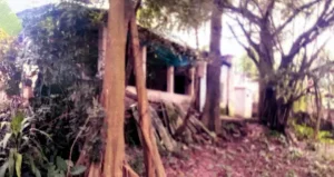 Rắn Ba Mào Và Những Chuyện Huyền Bí Ở Nơi Kẻ 'tâm Xà' Phải Nhận ...