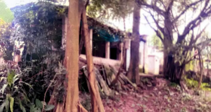 Rắn Ba Mào Và Những Chuyện Huyền Bí Ở Nơi Kẻ 'tâm Xà' Phải Nhận ...