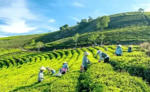 Nông Trại / Vườn Kết Hợp Cà Phê: