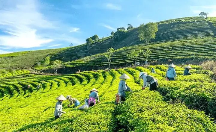 Nông Trại / Vườn Kết Hợp Cà Phê: