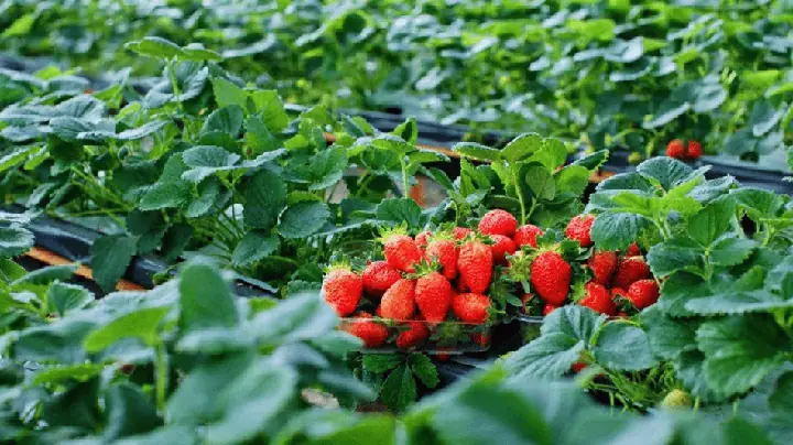 Nông Trại Thú Cưng / Trải Nghiệm: