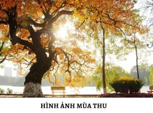 1000 Hình Ảnh Mùa Thu Đẹp Nhất, Thơ Mộng Nhất, Lãng Mạn Nhất | Yody