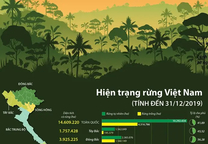 Tầm Quan Trọng Của Rừng & Thực Trạng Rừng Việt Nam Tầm Quan Trọng Của Rừng & Thực Trạng Rừng Việt Nam
