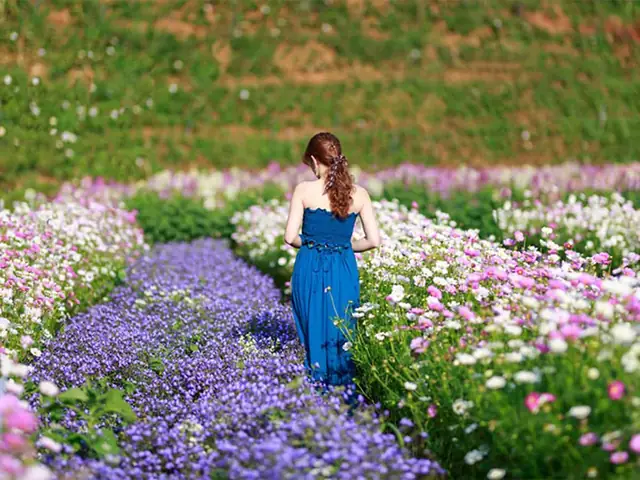 Cánh Đồng Hoa Đà Lạt Đầy Lãng Mạn Và Mộng Mơ