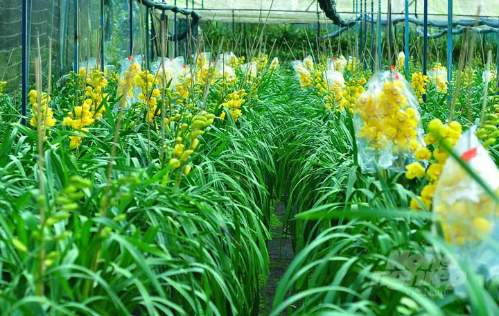 14. Hoa Địa Lan – Loài Hoa Đà Lạt Tháng 2 Giá Trị Cao