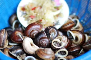 Đặc Điểm Của Ốc Núi Tây Ninh