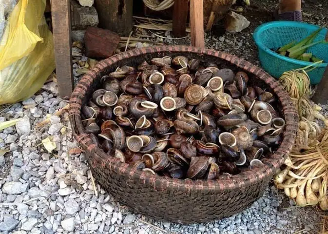 Đặc Điểm Của Ốc Núi Tây Ninh Đặc Điểm Của Ốc Núi Tây Ninh
