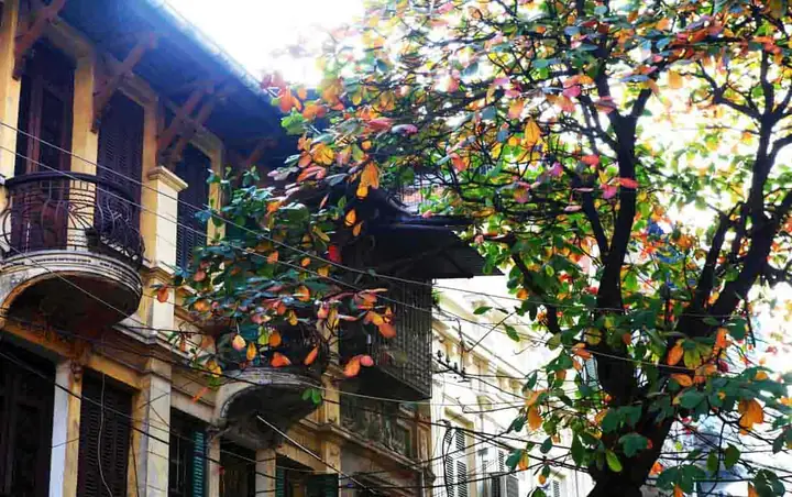 Khu Phá» Cá»