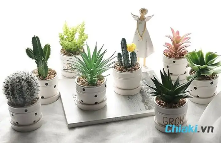 Chậu Cây Mini