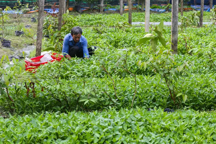 Vườn Rau Rừng Trảng Bàng Tây Ninh