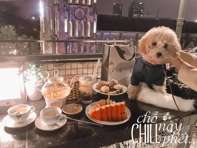 Các Quán Cafe Chó Tại Hà Nội Ngày Càng Phổ Biến Các Quán Cafe Chó Tại Hà Nội Ngày Càng Phổ Biến