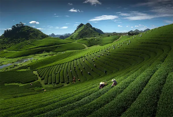 Tour Du Xuân 2025 Mộc Châu - Mai Châu Tour Du Xuân 2025 Mộc Châu - Mai Châu