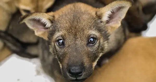 Hàng Trăm Nhà Hàng Ở Hà Nội Ủng Hộ Không Tiêu Thụ Thịt Chó, Mèo