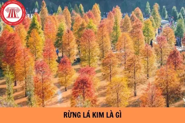 Rừng Lá Kim Là Gì? - Rừng Lá Kim Phân Bố Chủ Yếu Ở Khu Vực Nào ...