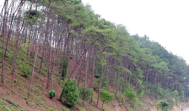 Cây Lá Kim Việt Nam - Bài 1