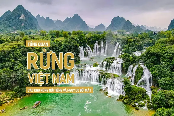 Tổng Quan Rừng Việt Nam: Các Khu Rừng Nổi Tiếng Và Nguy Cơ Đối Mặt Tổng Quan Rừng Việt Nam: Các Khu Rừng Nổi Tiếng Và Nguy Cơ Đối Mặt