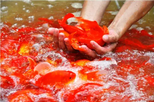 Cách Chọn Cá Chép Cho Lễ Cúng Ông Công Ông Táo Cách Chọn Cá Chép Cho Lễ Cúng Ông Công Ông Táo