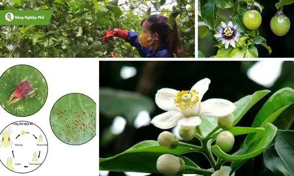 Hỗ Trợ Thụ Phấn Cho Cây Chanh Dây Hỗ Trợ Thụ Phấn Cho Cây Chanh Dây