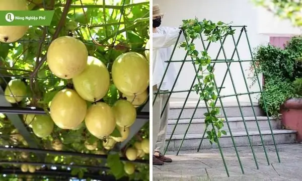 Hướng Dẫn Chi Tiết Làm Giàn Trồng Chanh Dây Hướng Dẫn Chi Tiết Làm Giàn Trồng Chanh Dây