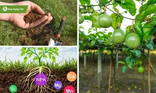 Chuẩn Bị Đất Trồng Và Xử Lý Đất Trước Khi Xuống Giống Chuẩn Bị Đất Trồng Và Xử Lý Đất Trước Khi Xuống Giống
