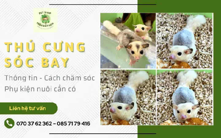 Thú Cưng Sóc Bay - Thông Tin, Cách Chăm Sóc Và Phụ Kiện Nuôi Cần Có Thú Cưng Sóc Bay - Thông Tin, Cách Chăm Sóc Và Phụ Kiện Nuôi Cần Có