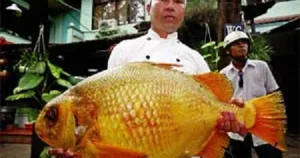 Những Loài Cá Khổng Lồ Trên Sông Sài Gòn
