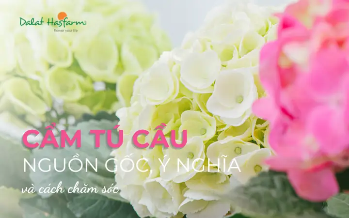 Cẩm Tú Cầu (hydrangea): Nguồn Gốc, Ý Nghĩa Và Cách Chăm Sóc