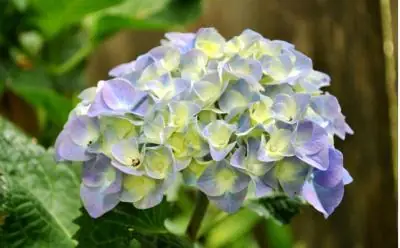 Sự Tích Hoa Cẩm Tú Cầu