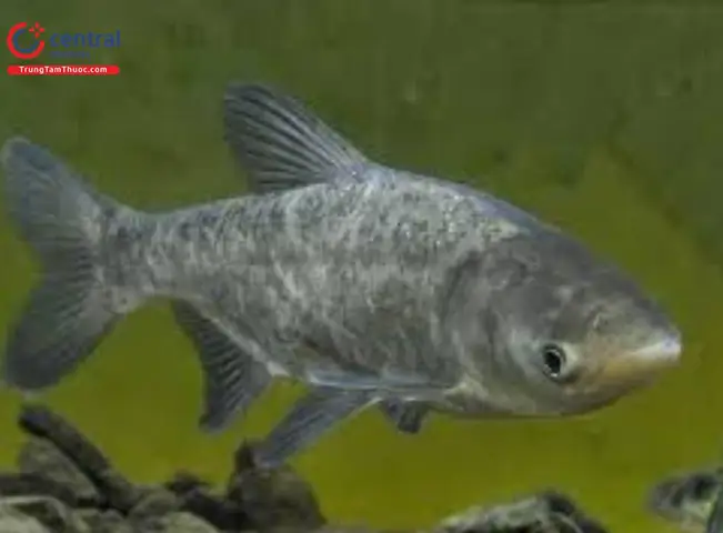 Cá Mè (aristichthys Nobilis Richardson) - Bổ Não, Nhuận Phế